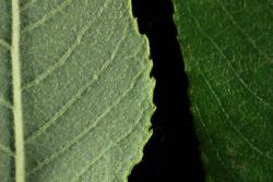 Salix ×reichardtii. Leaf surfaces.
 Image: D. Glenny © Landcare Research 2020 CC BY 4.0